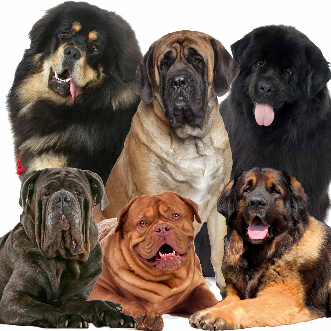 mastiffs